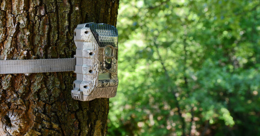 A Guide To Nighttime Trail Cameras for Backyard Wildlife
