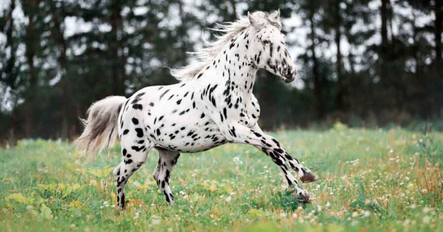 3 Horses With Rare Natural Markings
