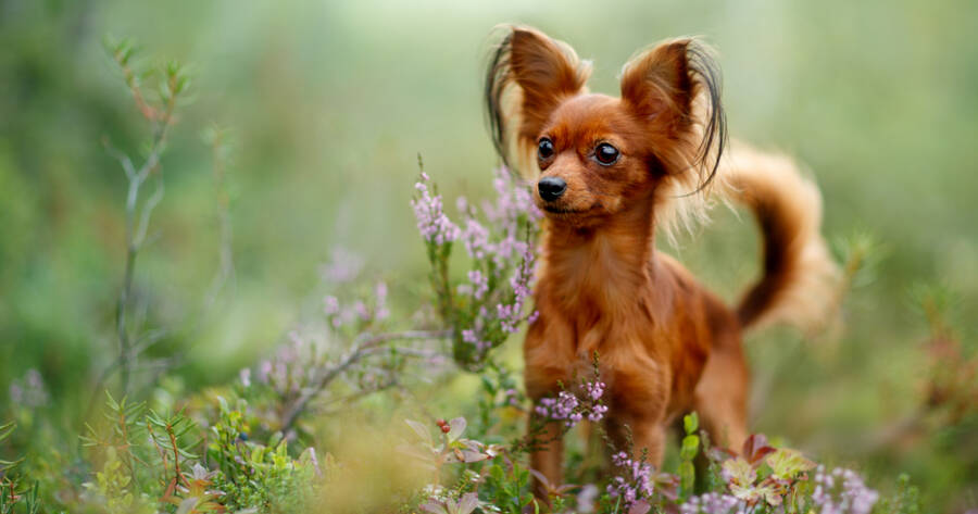 5 Tiny and Rare Puppy Breeds That Look Unreal